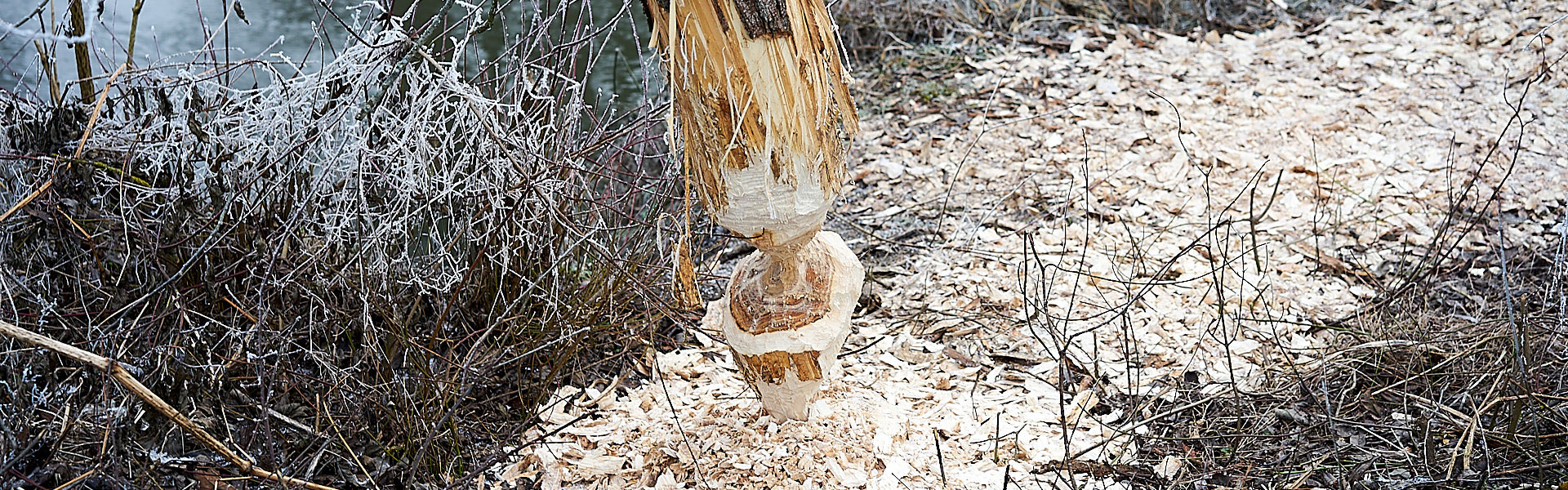 Header Waidhofen 009